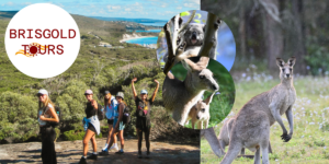 BrisGold Tours